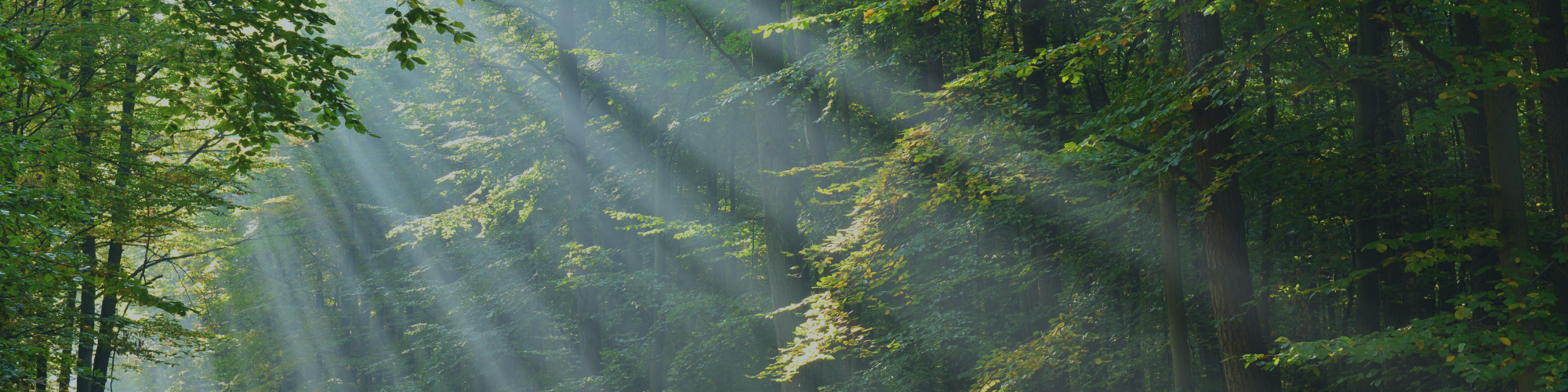 trees with rays of sunshine 