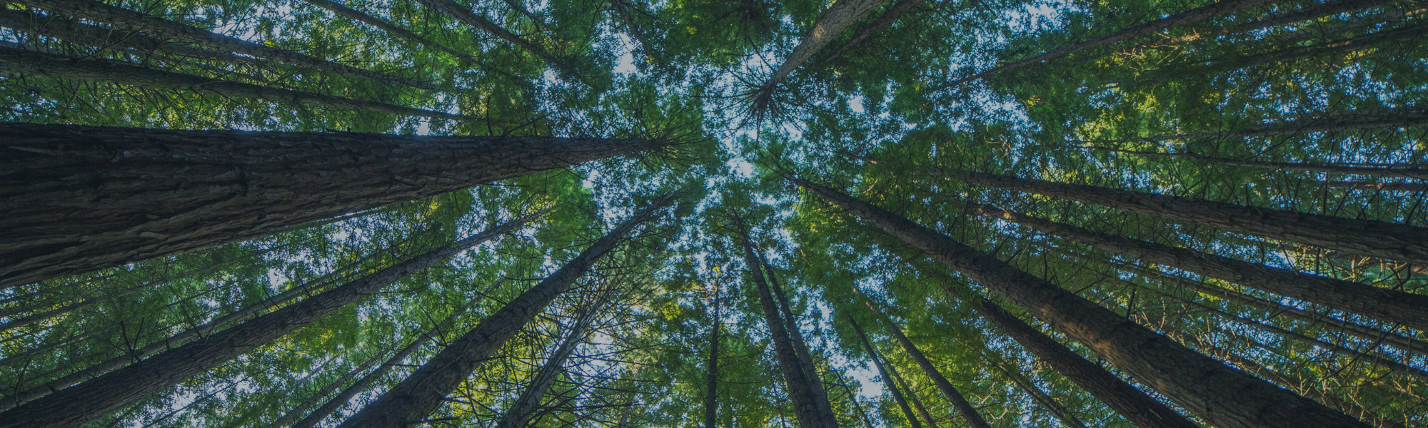 sky view of trees in a forest 
